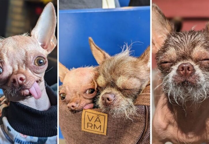 Alma & Hermine Are Two Chihuahua-Chinese Crested Mix Dogs That Will Crack You Up