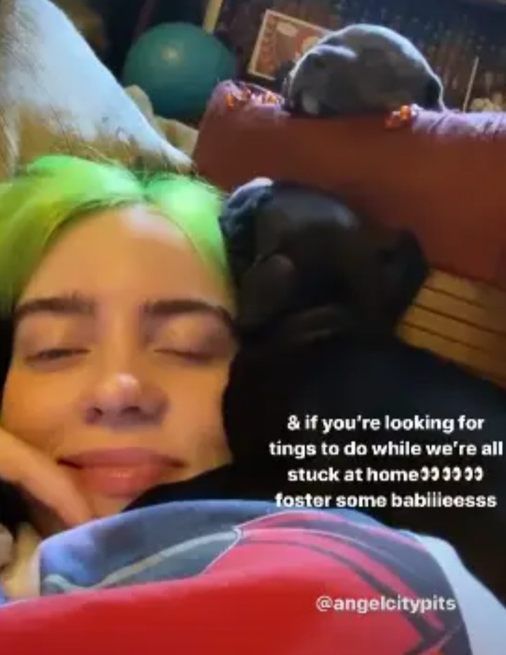 Billie Eilish fostered two pitbull puppies during COVID lockdown