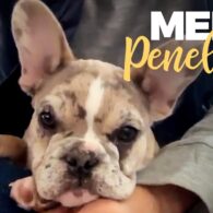 Brie Bella's pet Penelope