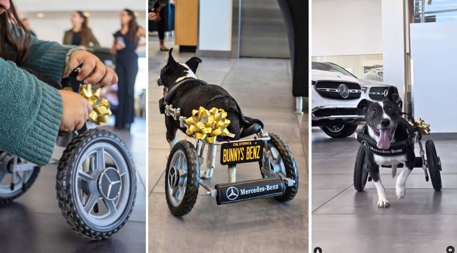 Bunny’s Benz Disabled Rescue Dog Gets Custom Mercedes Wheelchair