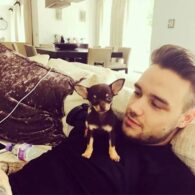 Liam Payne's pet Buster