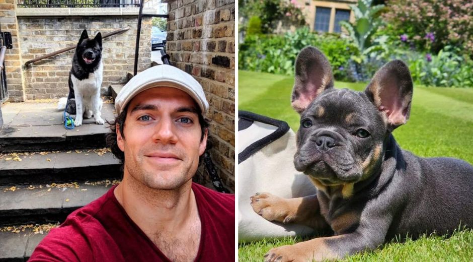Henry Cavill gets new French Bulldog named Baggins