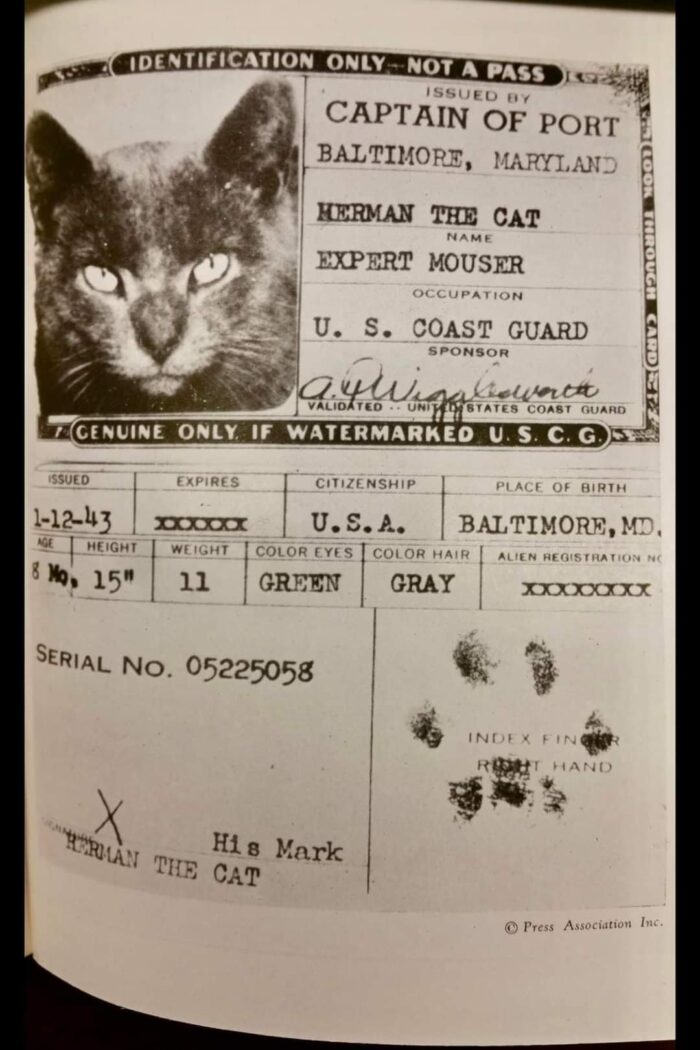 Herman the Cat Expert Mouser Passport