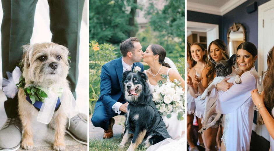 Interview With Bow Wow Weddings The Canine Concierge for Your Big Day