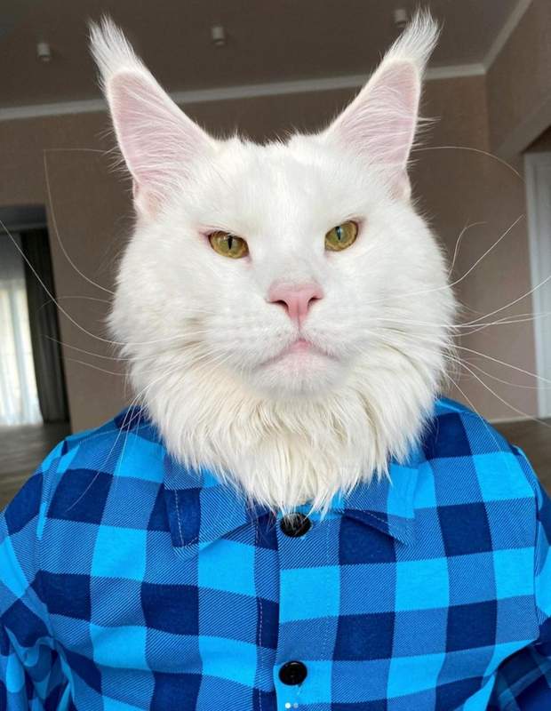 Kefir Maine Coon Cat in a plaid shirt