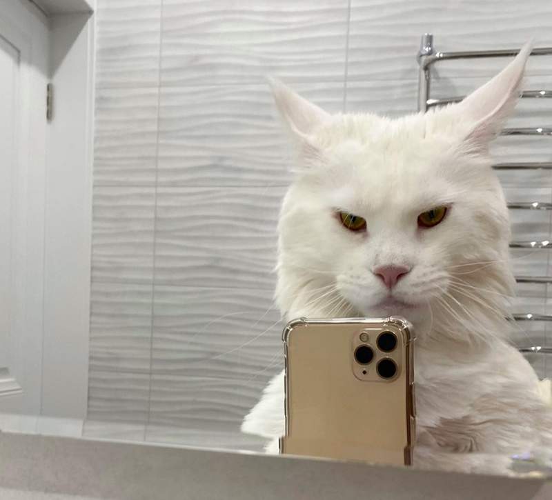 Kefir Maine Coon Cat mirror selfie