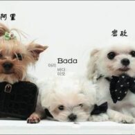 Donghae's pet Bada, Meo, and Jiuwei Hu