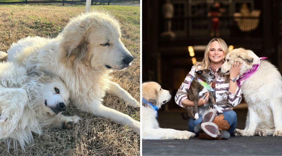 Miranda Lambert Morns the Loss of Thelma, Her Adopted Great Pyrenees Farm Dog