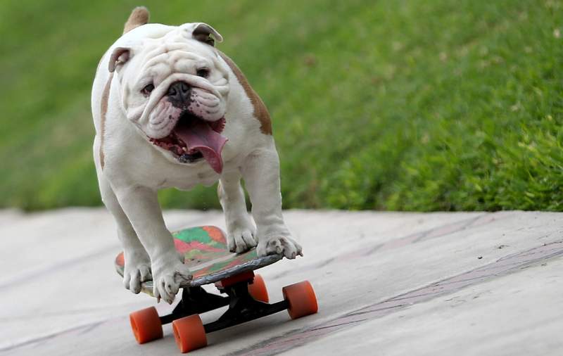 Otto Bulldog Skater