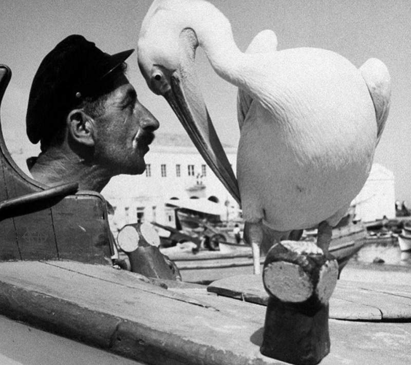 Petros The Pelican with fisherman Antonis Charitopoulos who saved him