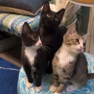 Rob Halford's pet Kitten Rescue