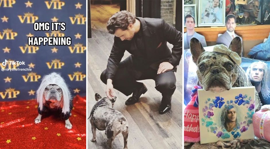 Rory the Frenchie Meets Henry Cavill at the Witcher premiere
