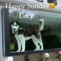 Sutton Stracke's pet Lucy