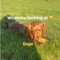 Victoria Beckham's pet Sage