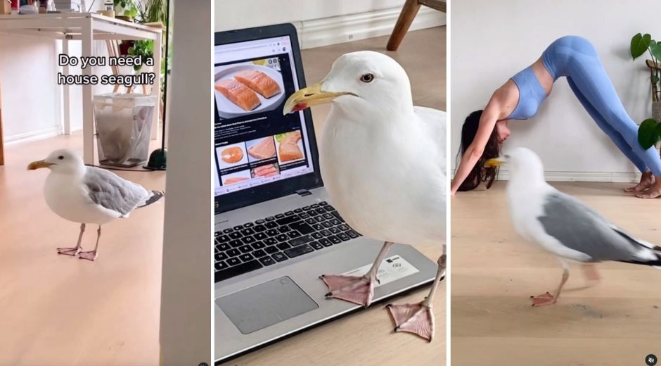 Winston Gull Is the Only Seagull Influencer You Need To Follow