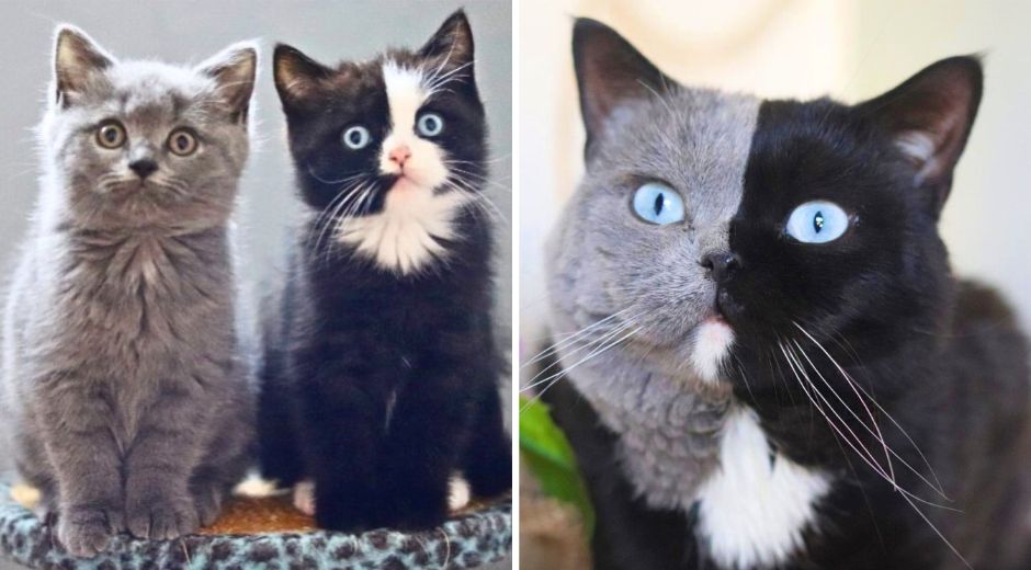 Amazing Narnia the Double Face Cat Has Matching Color Kittens ...