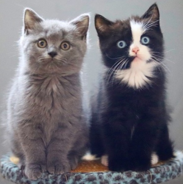 Amazing Narnia's matching kittens