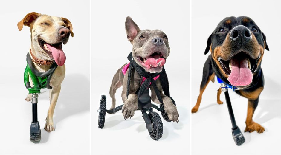 Apple and 3DPets create 3Dprinted prosthetics for rescue dogs