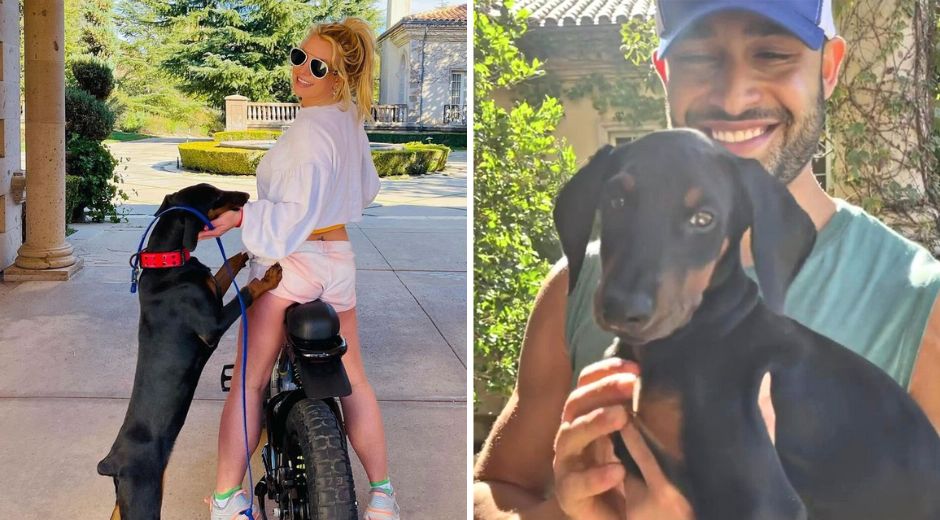Britney Spears loses dog Porsha to Sam Ashgari in Divorce