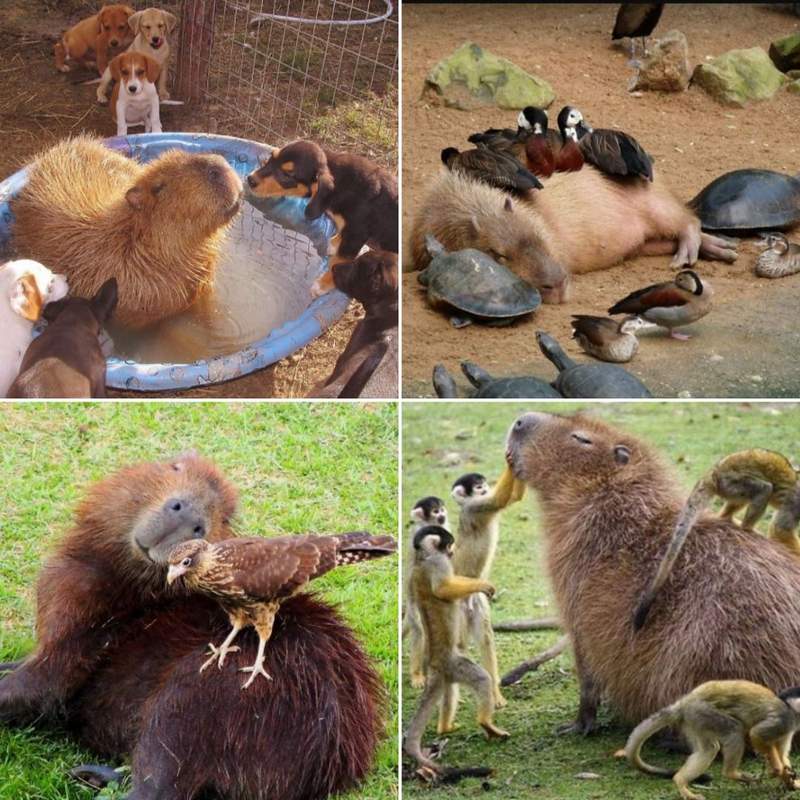 Capybaras the most chill friendly animals