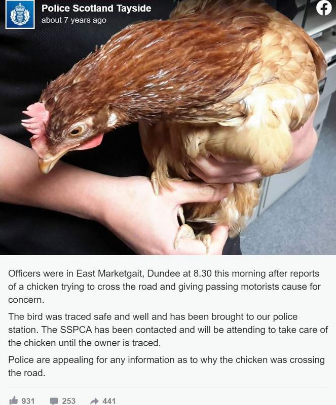 Chicken arrested for crossing the road in Scotland
