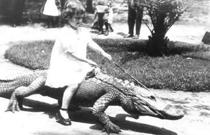 Child riding alligator at California Alligator Farm
