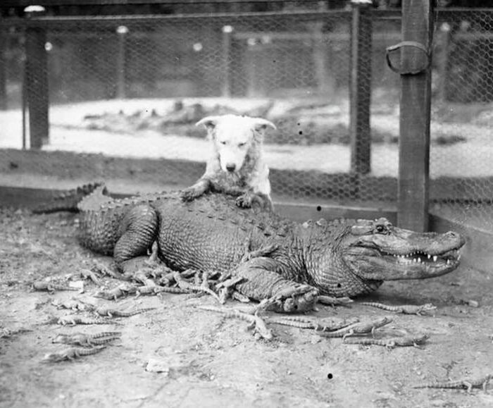 Dog playing with an alligator at California Alligator Farm