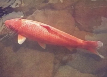 Hanako world's oldest fish