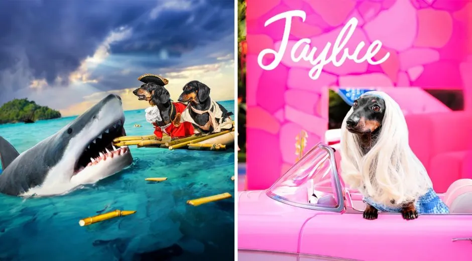 Interview with Doxie Din and Puppy Jay Dachshund Actors Content Creators