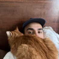 Jamie Demetriou's pet Ginger Cat