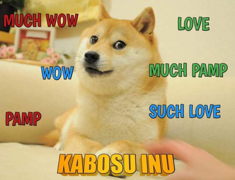 Kabosu Inu the dogecoin viral meme dog