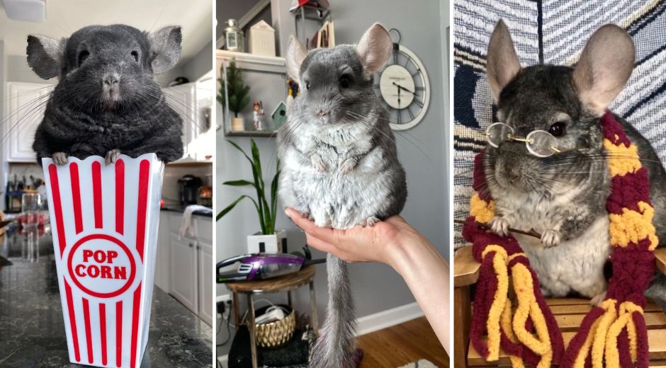 Meet King Linus and the Chinpals Chinchilla Influencer Crew - Celebrity ...