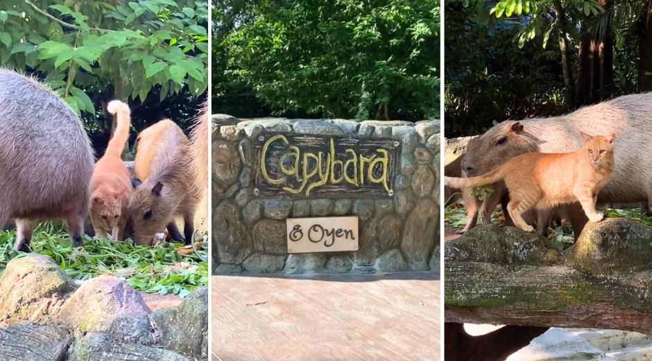 Oyen Ginger cat joins capybaras at Zoo Negara in Malaysia