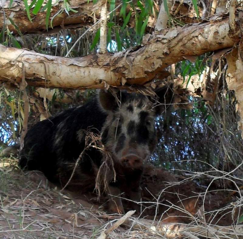 Photo of drunk pig in australia that stole beers and fought a cow
