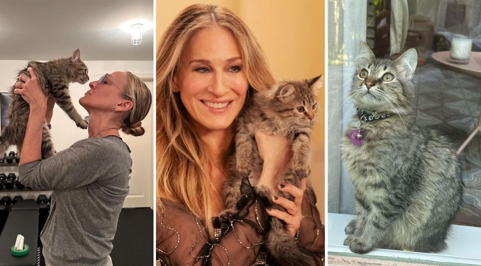 Sarah Jessica Parker adopts her cat Shoe from It's Just Like That series