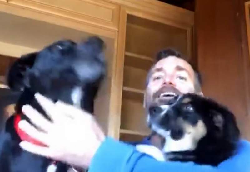Will Forte dogs