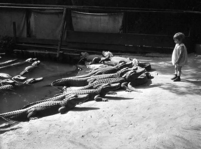 child looking at a group of alligators at California Alligator Farm