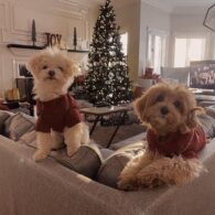 Alyvia Alyn Lind's pet Holly and Jolly