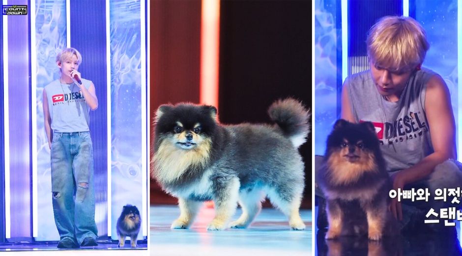 BTS V's (Kim Taehyung) Dog Yeontan Becomes the First K-Pop Pet To Have an Official Fancam Performance