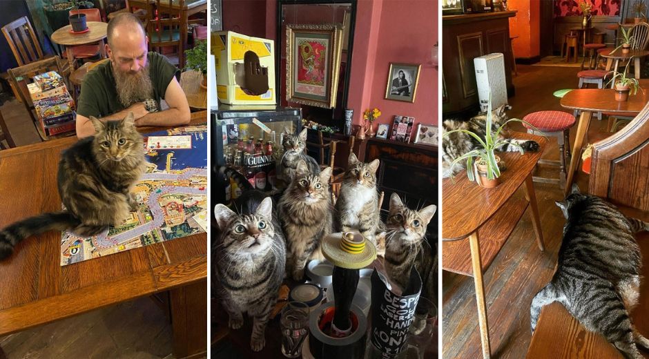 The Bag O Nails Cat Pub in Bristol England