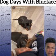 Blueface's pet Rottweilers