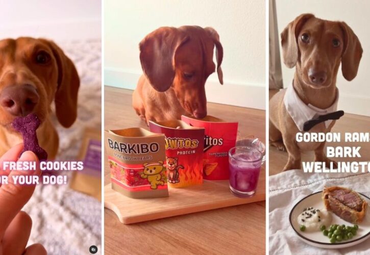 Cedric the Sausage Dog Is Living a Foodie Dream With Gourmet Home-Cooked Meals (@Thecedlife)