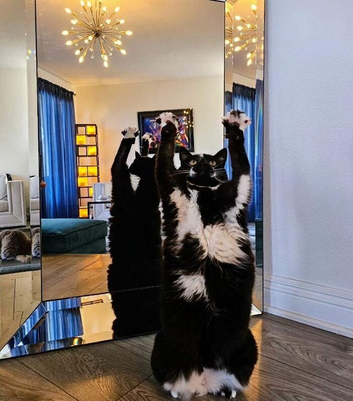 GoalKitty standing in front of a mirror