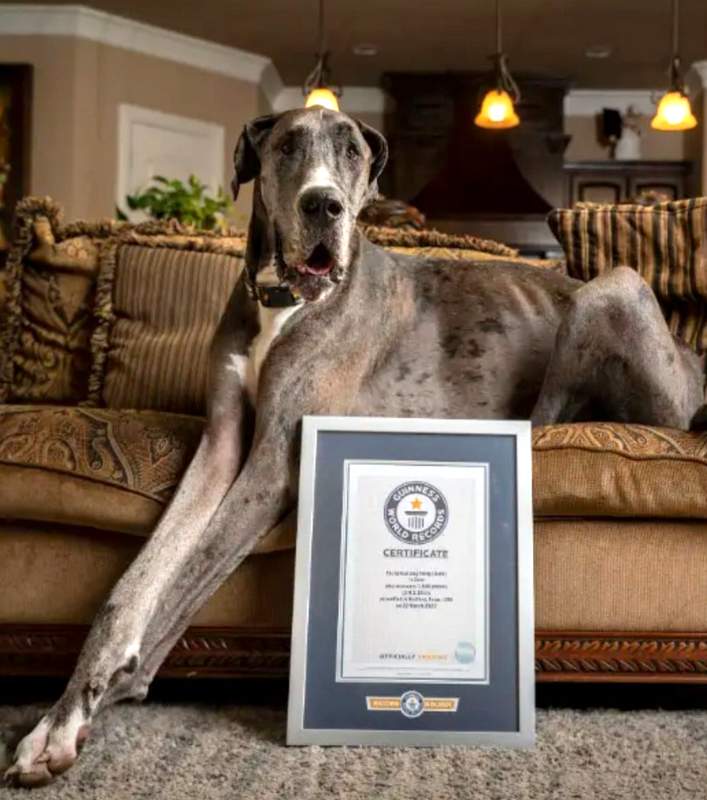 Guinness World Records Tallest Dog Zeus the Great Dane