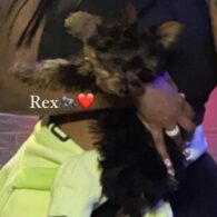 Lil Uzi Vert's pet Rex