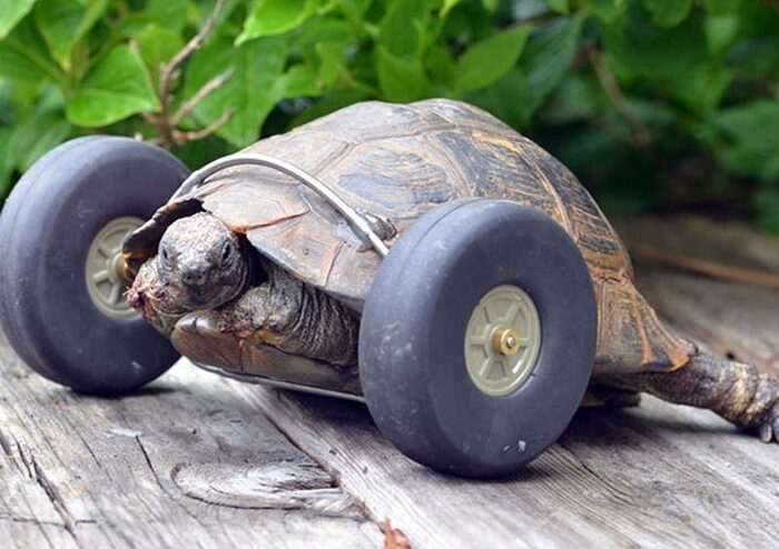 Mrs. T the Tortoise Lost Her Legs From a Rat Attack, Now Burns Rubber With Prosthetic Wheels