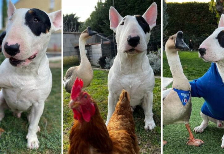 Nino the Bull Terrier and Rillette the Goose Are Best Friends (Oh, And Also Georgette the Chicken)
