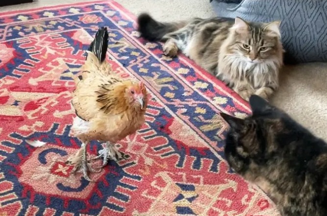 Peanut the world's oldest chicken and her cat friends