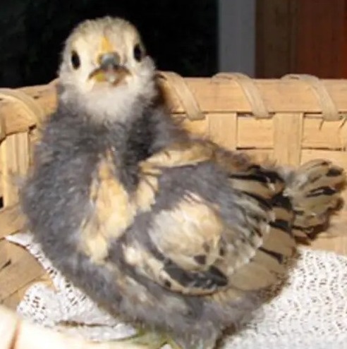 Peanut the world's oldest chicken as a baby in 2002