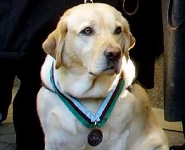 September 11 hero guide dog Roselle receiving an medal